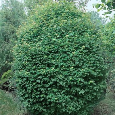 Kugel-Feldahorn 'Anny`s Globe' Kugel-Feldahorn 'Anny`s Globe'