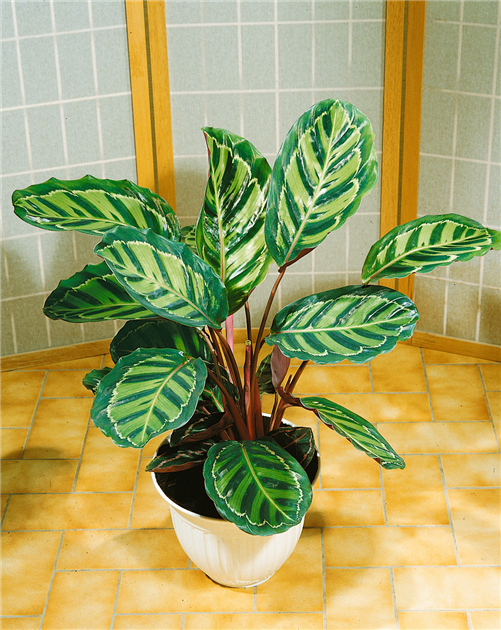 Calathea 'Flamestar', Korbmarante