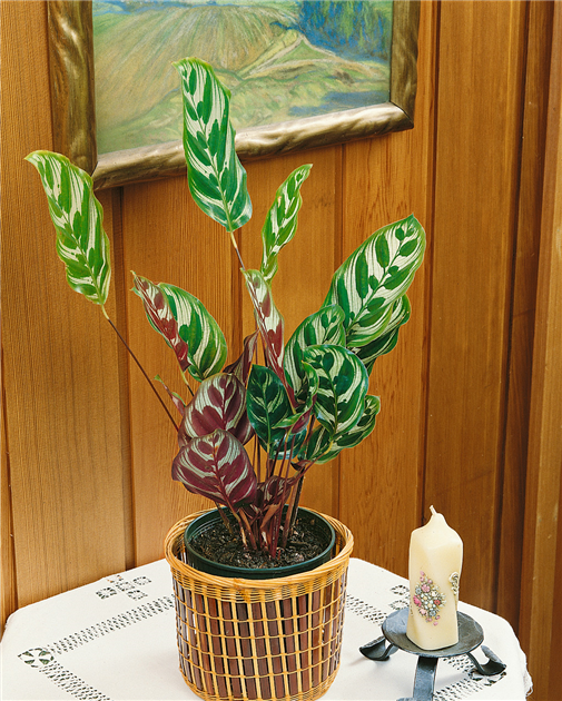 Calathea-makoyana-1200x630-proportionalbiggest.webp