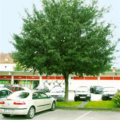 Kegel-Feldahorn 'Elsrijk' Kegel-Feldahorn 'Elsrijk'