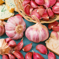 Knoblauch / Allium sativum var. sativum Rose de Lautrec