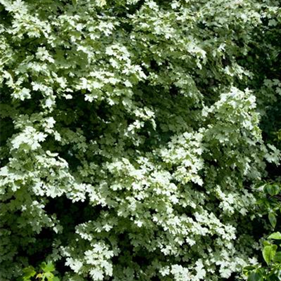 Weissbunter Feldahorn 'Pulverulentum' Weissbunter Feldahorn 'Pulverulentum'