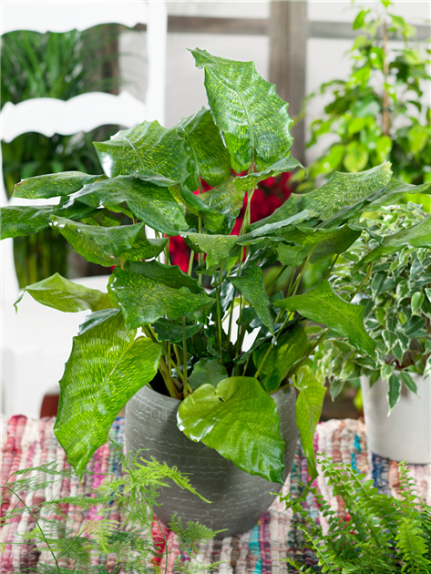 Calathea-Network-1200x630-proportionalbiggest.webp