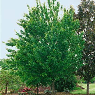 Feldahorn 'Schwerinii' Feldahorn 'Schwerinii'