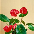 Anthurium x andreanum 'Bambino Red'