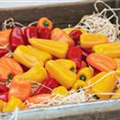 Capsicum annuum 'Lubega® Mini Red'