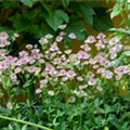 Astrantia major 'Jitse'