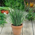 Allium schoenoprasum 'Staro'