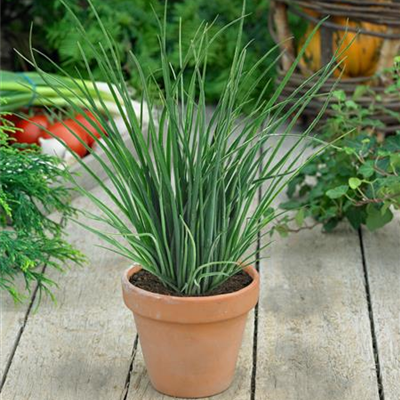 Schnittlauch 'Staro'