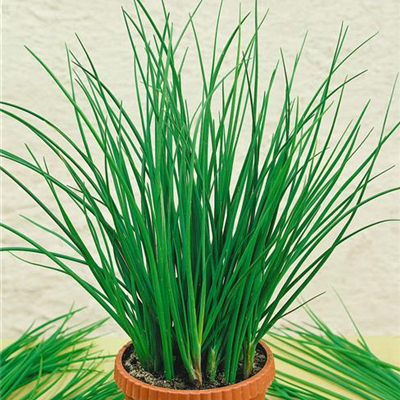 Schnittlauch 'Twiggy'