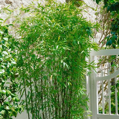 Großes Schilfrohr Großes Schilfrohr