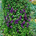 Asarina scandens
