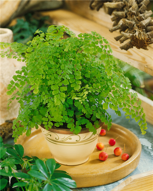 Adiantum raddianum, Frauenhaarfarn