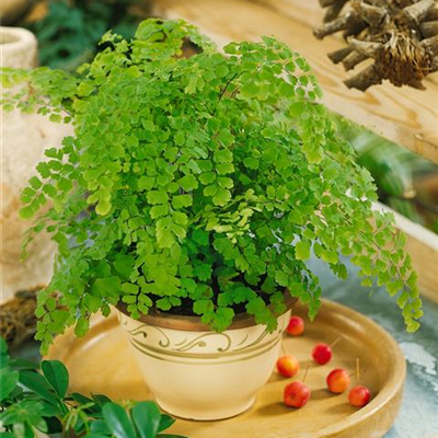 Frauenhaarfarn Frauenhaarfarn