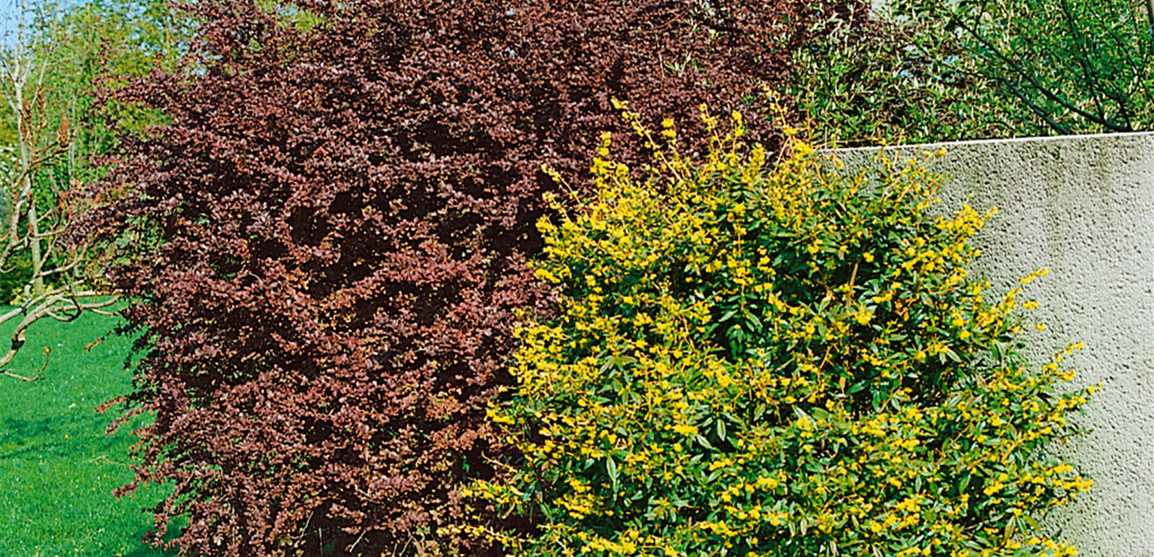 Berberis julianae und Berberis thunbergii Atropurpurea