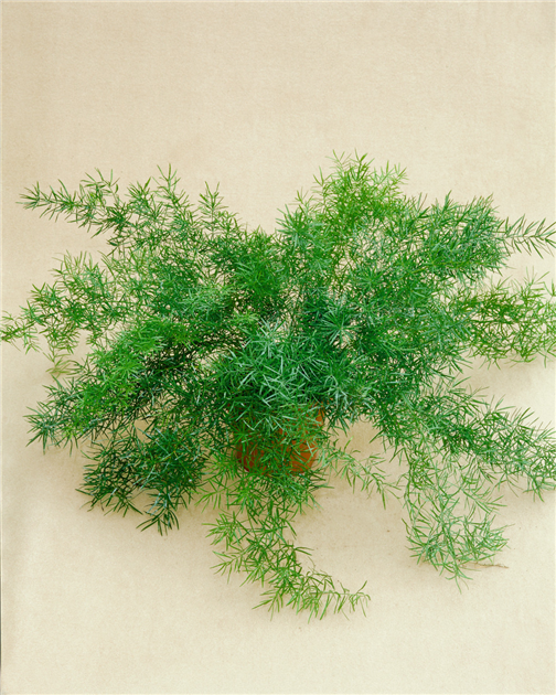 Asparagus densiflorus 'Sprengeri', Sprengers Zier-Spargel 'Sprengeri'