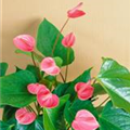 Anthurium x andreanum 'Sweet Lips'