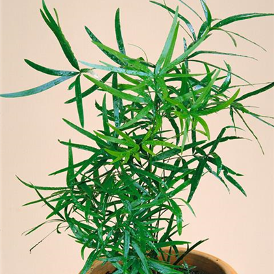 Zier-Spargel Zier-Spargel