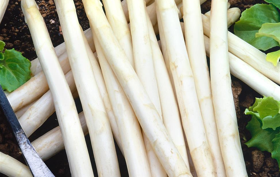 Spargel / Asparagus officinalis Gijnlim
