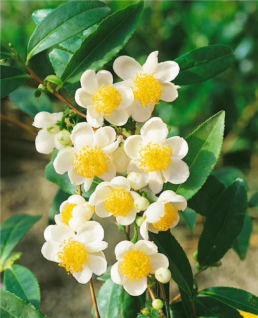 Camellia sinensis, Teepflanze