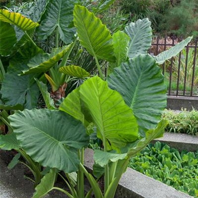 Pfeilblatt Pfeilblatt