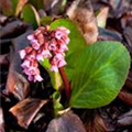 Bergenia cordifolia 'Dickerchen'