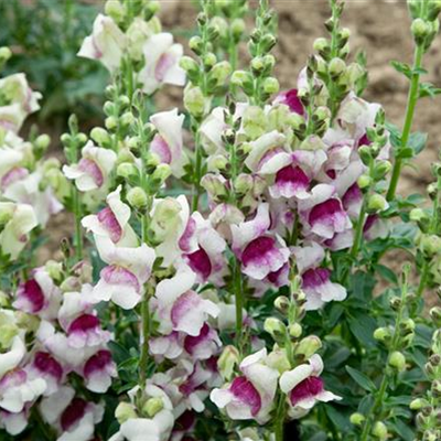 Löwenmaul 'Lucky Lips' Löwenmaul 'Lucky Lips'