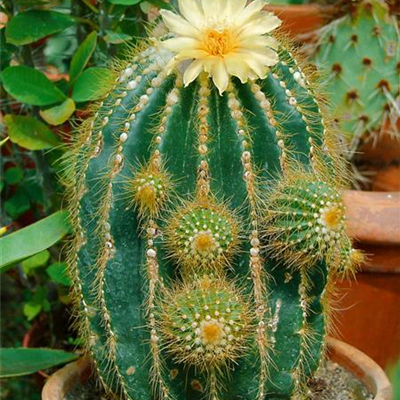 Astrophytum Astrophytum