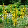 Asphodeline lutea