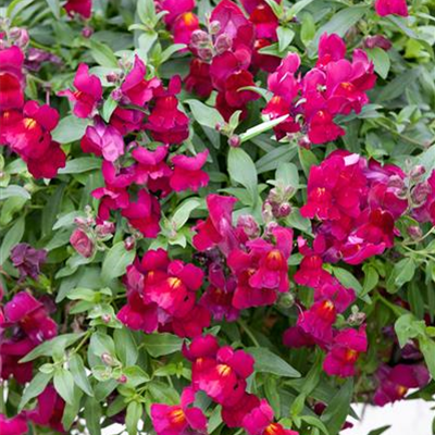 Löwenmäulchen Löwenmäulchen