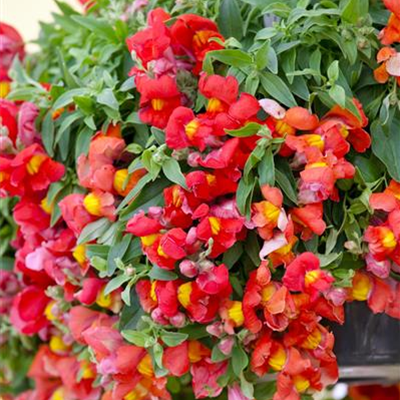 Löwenmäulchen Löwenmäulchen