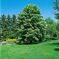 Aesculus hippocastanum 'Baumannii'