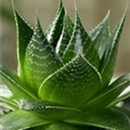 Aloe aristata 'Cosmo'®