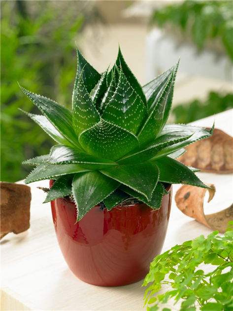 Aloe aristata 'Cosmo', Aloe 'Cosmo'