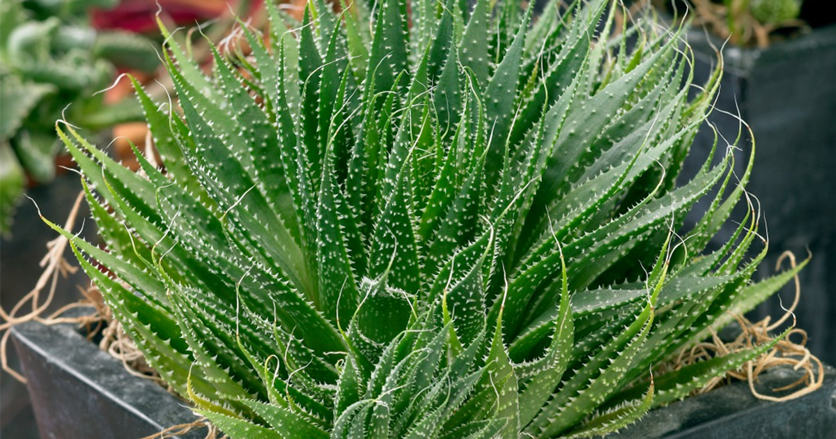 Aloe humilis 'Jurassic Spider', Aloe 'Jurassic Spider'
