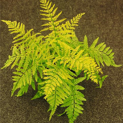 Streifenfarn Streifenfarn