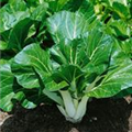 Brassica rapa var. chinensis 'Tatsoi'
