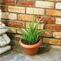 Aloe vera barbadensis miller 'Sweet'