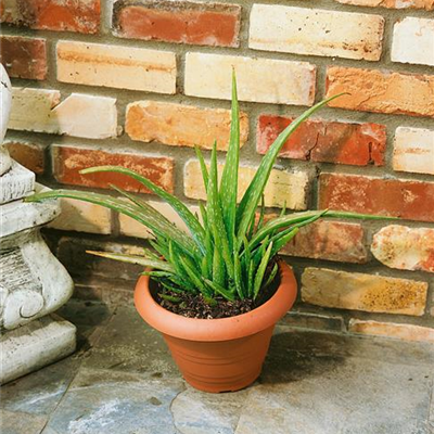 Aloe vera 'Sweet' Aloe vera 'Sweet'