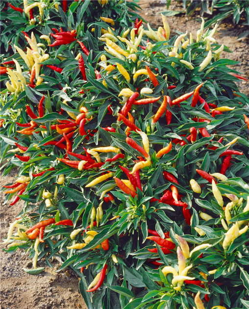 Capsicum annuum, deko, Zierpaprika