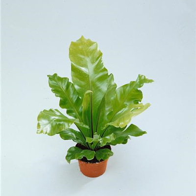 Nestfarn 'Crispy Wave' Nestfarn 'Crispy Wave'