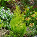 Chamaecyparis lawsoniana 'Ivonne'