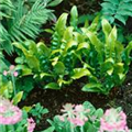 Asplenium scolopendrium 'Cristatum'