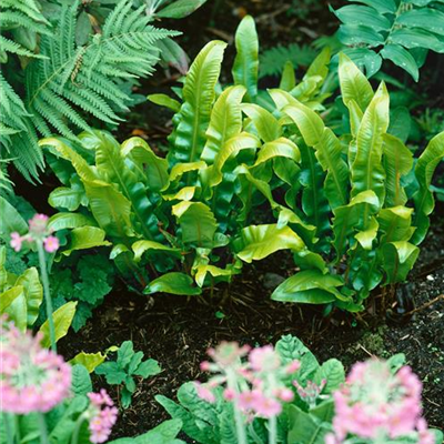 Hirschzungenfarn 'Cristatum'