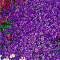 Aubrieta x cultorum 'Clio'