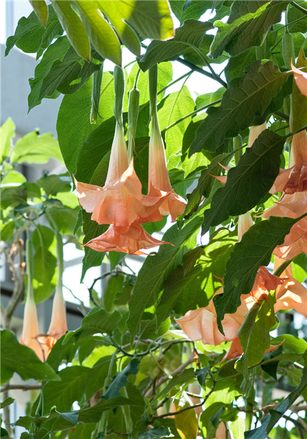 Brugmansia suaveolens, Duftende Engelstrompete