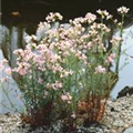 Cardamine pratensis