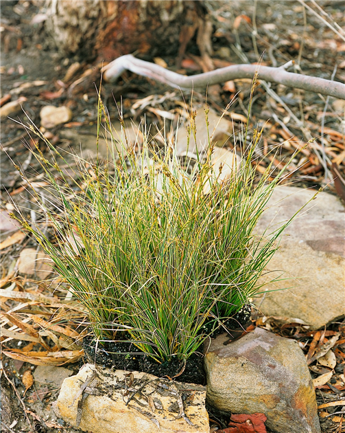 Carex brunnea, Brunliche Segge