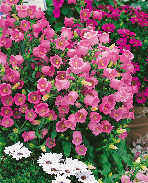Campanula medium 'Deep Rose', Marien-Glockenblume 'Deep Rose'