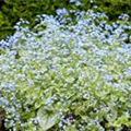 Brunnera macrophylla 'Silver Wings'®